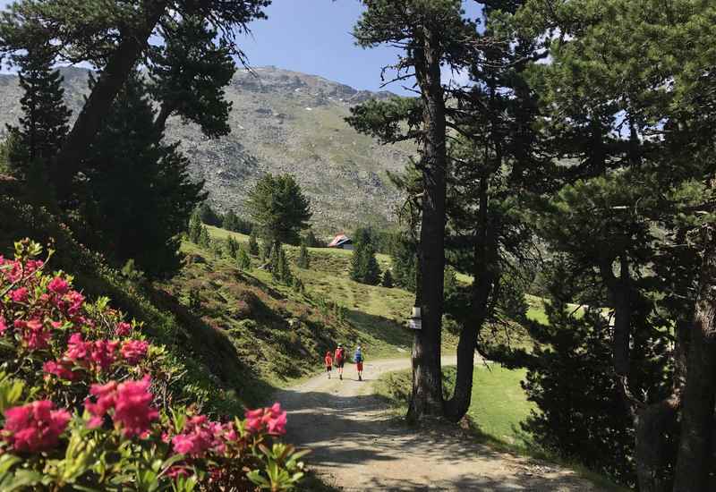 Tuxer Alpen: So schön ist der Zirbenweg in Innsbruck mit der Almrosenblüte