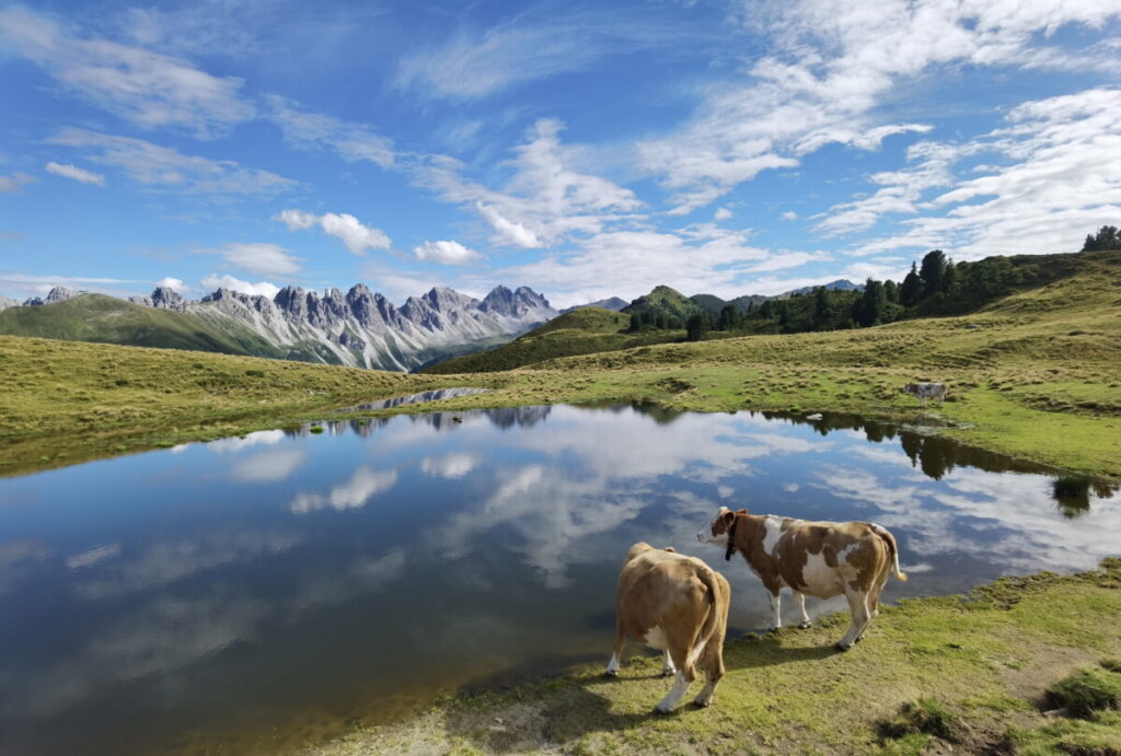 Das Wanderziel Salfeiner See - wo im Sommer die Kühe weiden